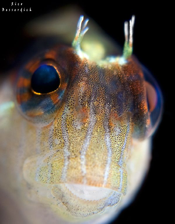 Hey, good lookin' :-)) by Rico Besserdich 