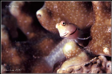 Blenny.Nikon F100,60mm,f22,1/125,YS-120*2,RVP100. by Allen Lee 