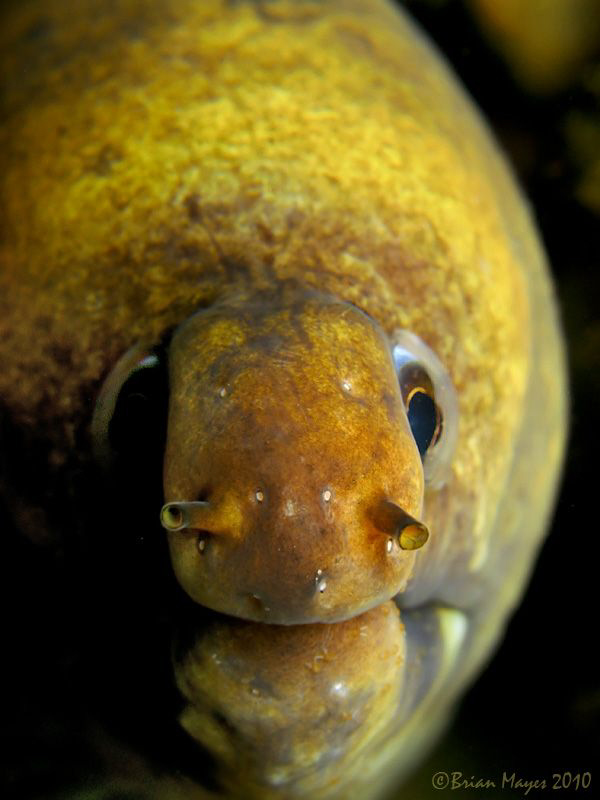 Moray at "Torpedo Alley", Rinca by Brian Mayes 