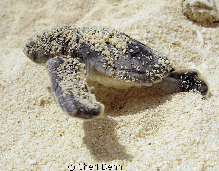RUN, BABY, RUN  -  taken at the turtle release on Cozumel... by Cheri Denn 