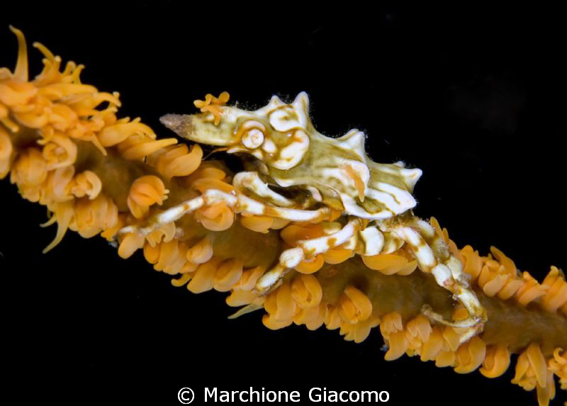 Xenocrab
Nikon D200, 60 micro , twin strobo
Moal boal by Marchione Giacomo 