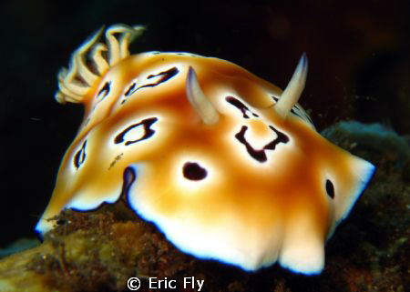Chromodoris leopardus by Eric Fly 