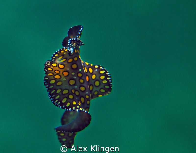 Flat worm going to the surface. by Alex Klingen 
