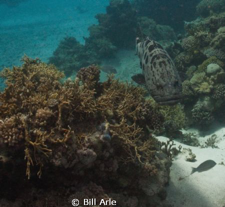 Potato cod (grouper) at the Cod Hole.  Canon G-10, Ikelit... by Bill Arle 