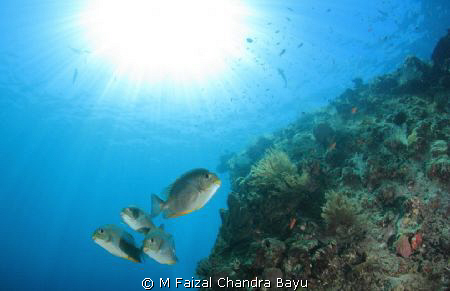 Liberty Wreck - Tulamben, Bali by M Faizal Chandra Bayu 