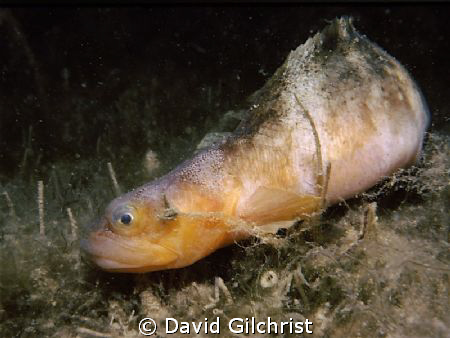 Eelpout sp. Resolute Bay, Cornwallis Island, Nunavut, Can... by David Gilchrist 
