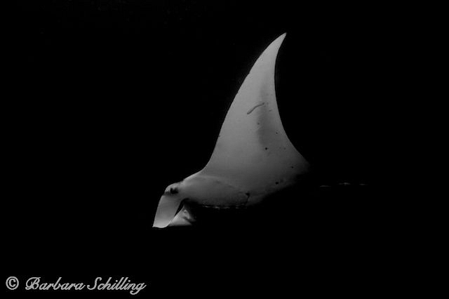 Mystic Manta by Barbara Schilling 