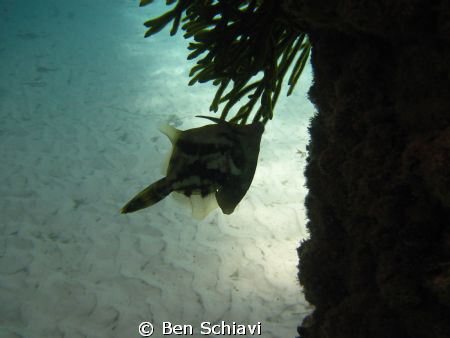 Fantail leatherjacket by Ben Schiavi 