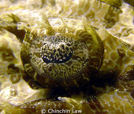 crocodilefish eye - Kapalai by Chinchin Law 