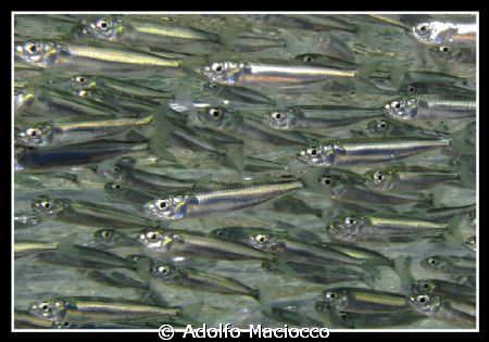 Micro Sardine Run :-) by Adolfo Maciocco 