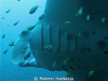 Manta Ray by Maleen Hoekstra 