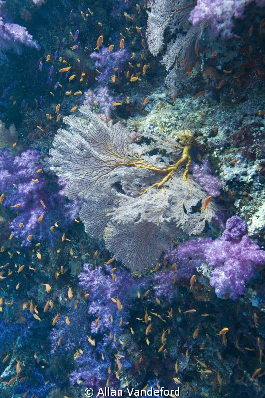 Image from Samu Reef, Fiji on the second day of the trip ... by Allan Vandeford 