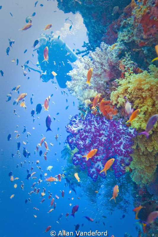 Coral Reef on the third day of our late September, 2010 v... by Allan Vandeford 