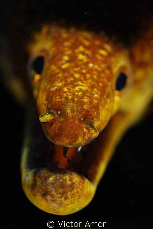 Scary by Victor Amor 