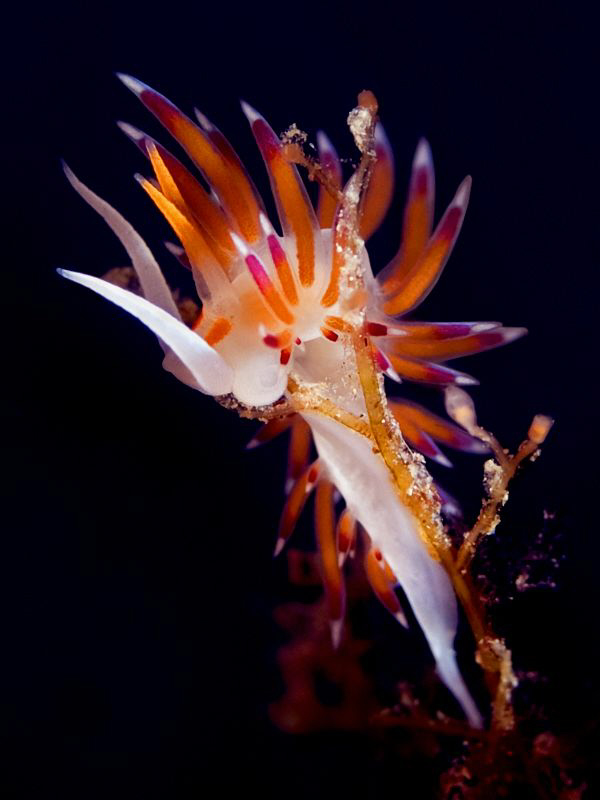 "Cratena peregrina"

 by Henry Jager 