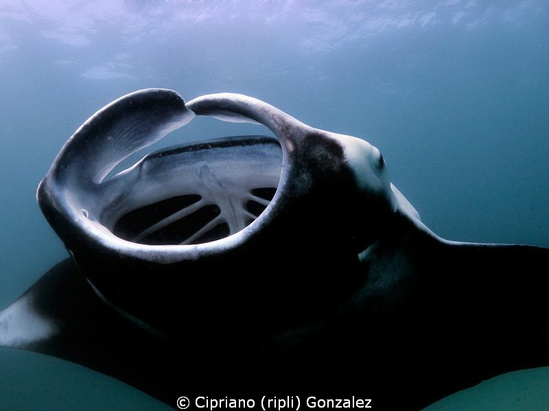 feeding frenzy by Cipriano (ripli) Gonzalez 