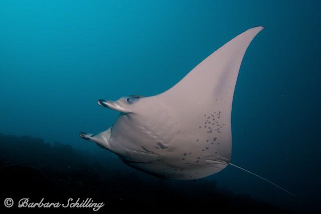 Simply a Manta Ray ;-) by Barbara Schilling 