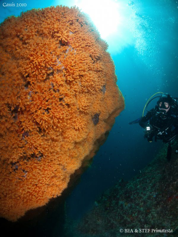 Yellow rock. by Bea & Stef Primatesta 