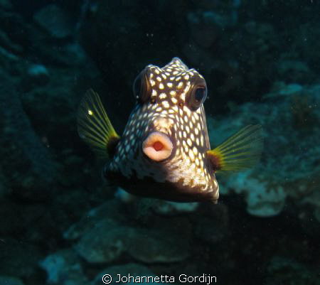 Wanna kiss?? by Johannetta Gordijn 