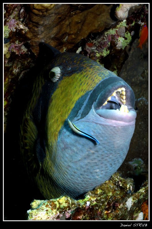 A big moustache triggerfish (b. viridescens) gest his day... by Daniel Strub 