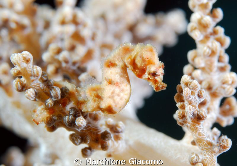 Sea horse
Nikom d200, 105 micro, twin strobo
Walea by Marchione Giacomo 