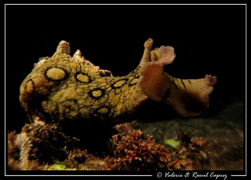 From underneath (Aplysia dactylomela) by Raoul Caprez 