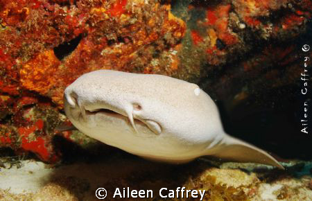 Nurse Shark ...a close up by Aileen Caffrey 