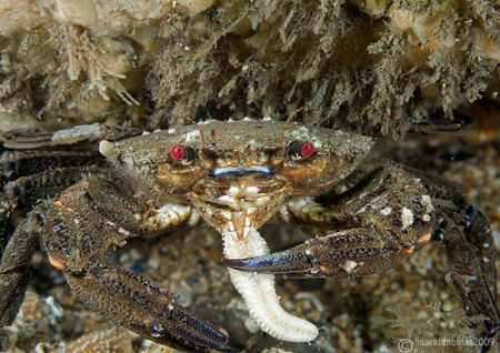Starfish leg dinner.
Menai Straits.
60mm. by Mark Thomas 