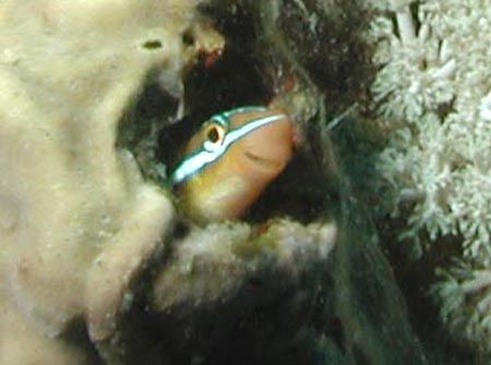 Goby with a smile - Grenada by Dale Treadway 