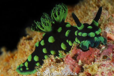 Nudibranch by Torresan Patrick 