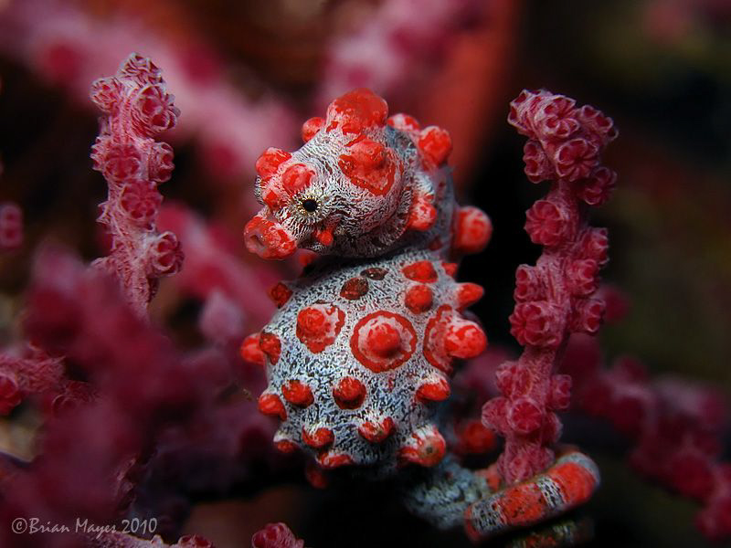 Posing pgymy. by Brian Mayes 