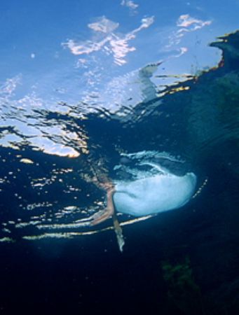 duck and dive ,f100 ,18mm.freshwater ,
South Africa by Gregory Grant 