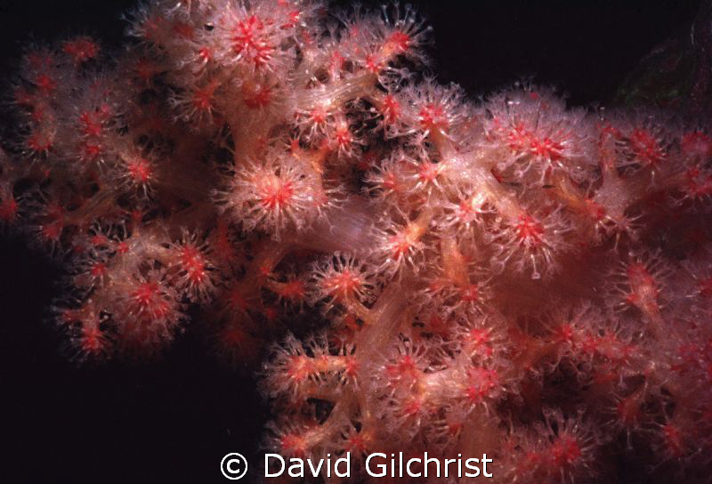 Soft Coral, Resolute Bay, Cornwallis Island, Nunavut, Canada by David Gilchrist 