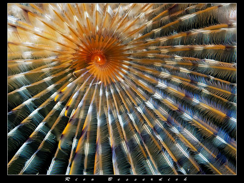 Peacock-Worm ( sabella sabella ) closeup by Rico Besserdich 