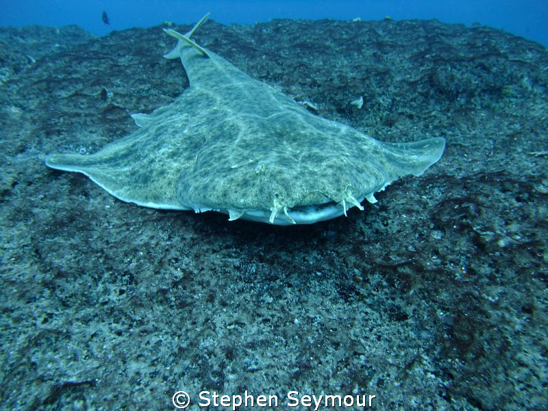 Angelshark by Stephen Seymour 