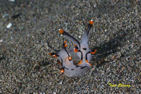 Nudibranchia @ Dumaguete by Taco Cheung 