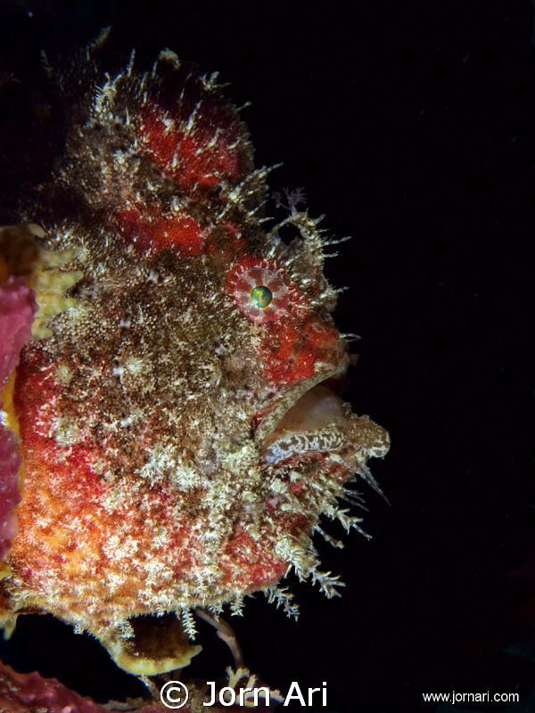 Tiny Frogfish. Maybe 15mm long by Jorn Ari 