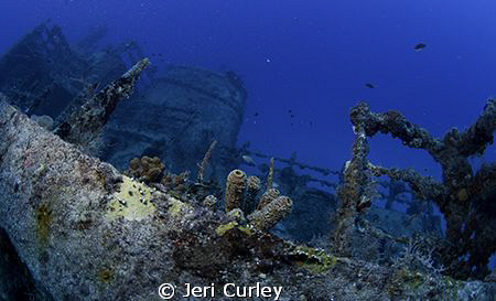 The Eagle in the Florida Keys. by Jeri Curley 