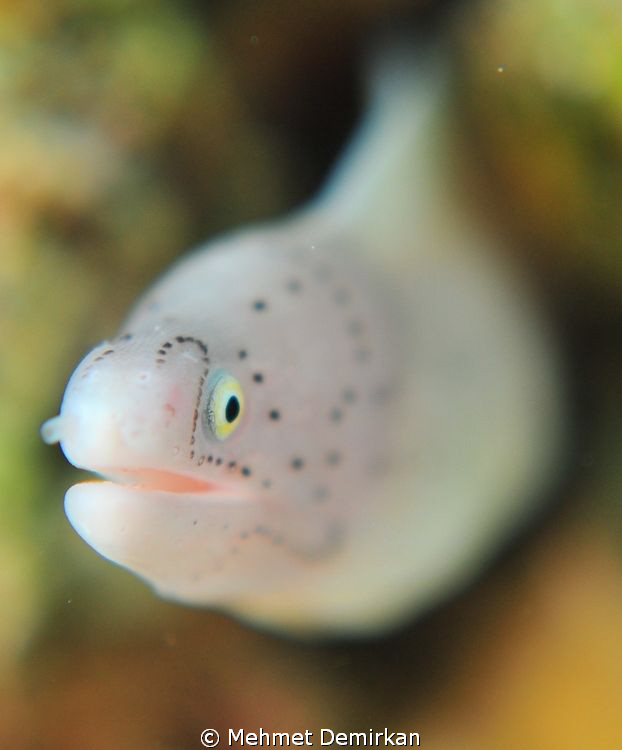 Curious... D300+60 mm with +4 dioptre close-up filter. Cr... by Mehmet Demirkan 