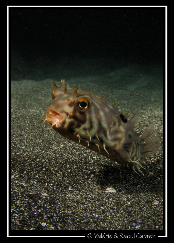 Chylomicterus spinosus mauretanicus by Raoul Caprez 