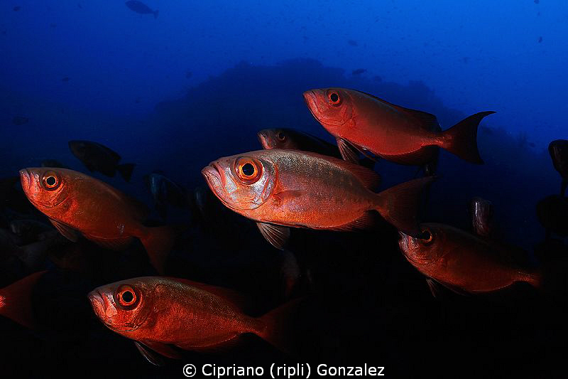 red and blue by Cipriano (ripli) Gonzalez 