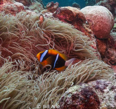 Osprey Reef.  Canon G-10, Ikelite housing, strobes and dome. by Bill Arle 