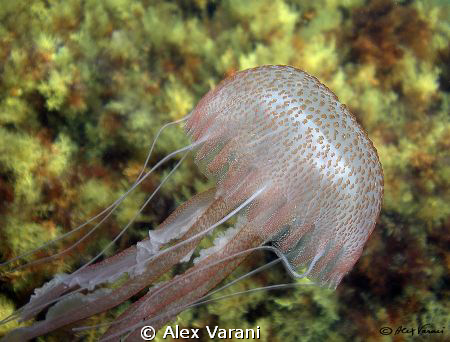 Pelagia noctiluna by Alex Varani 