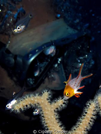 juvenile hogfish wrasse by Cigdem Cooper 