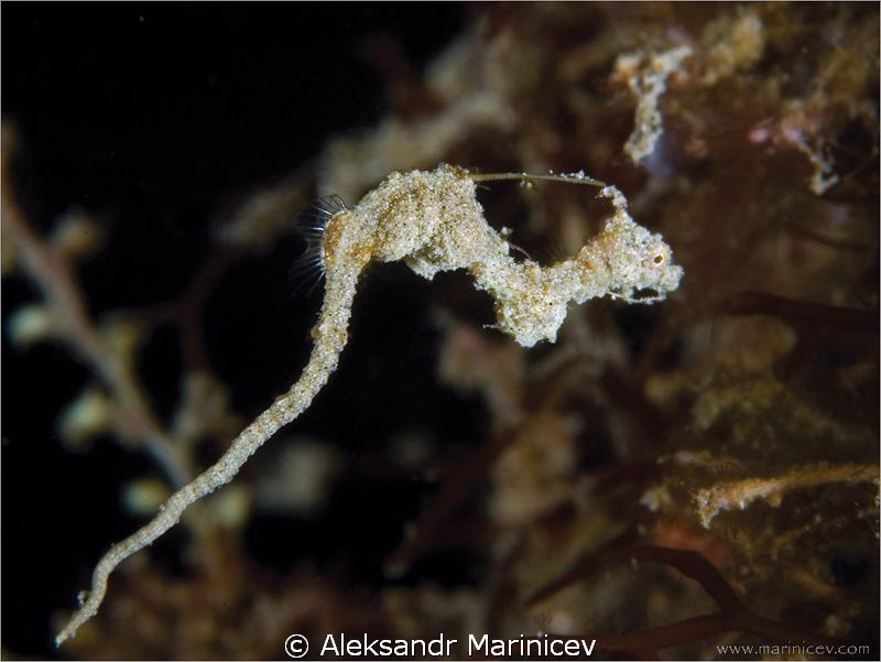 Lembeh Pigmy Dragon by Aleksandr Marinicev 