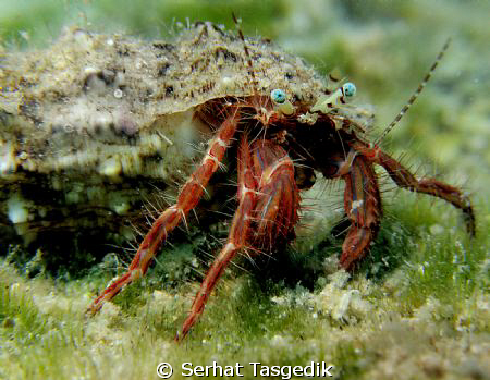Eyes

Canon G9 YS110 strobe  Close up lens by Serhat Tasgedik 