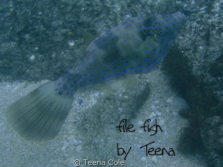 File fish seen feeding on rocks off of Boynton Beach, Fl.... by Teena Cole 