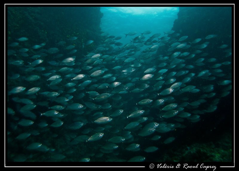 Crowded day (Spicara melanurus) by Raoul Caprez 