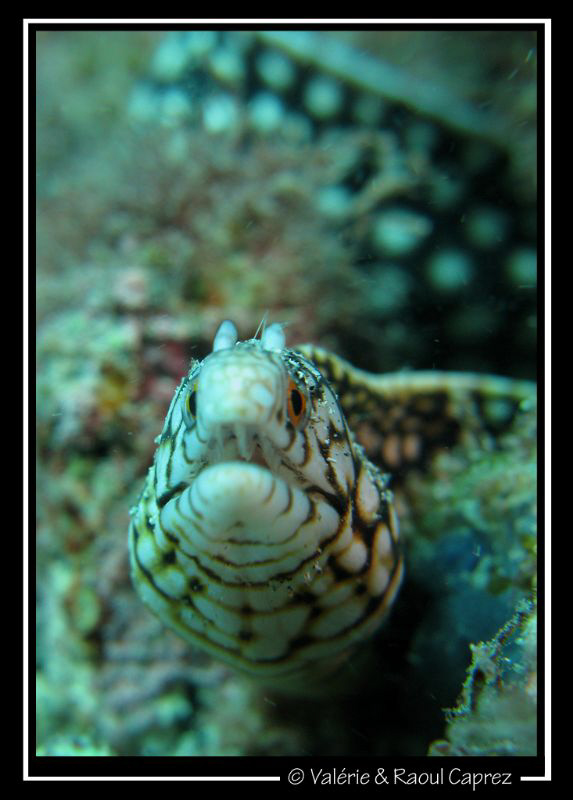 Tail for background (Murenae melanotis) by Raoul Caprez 