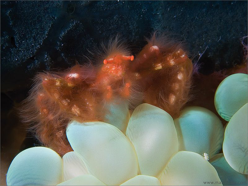 Orangutan crab by Aleksandr Marinicev 